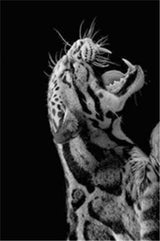 Black And White Animal Tiger Art Print Wall Painting Canvas Picture